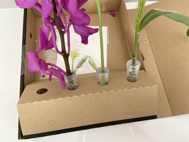 【口コミ】HitoHanaの990円コース最速レビュー【お花の定期便】
